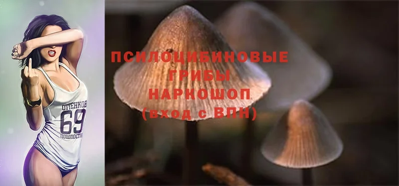 закладки  Алзамай  Галлюциногенные грибы Magic Shrooms 